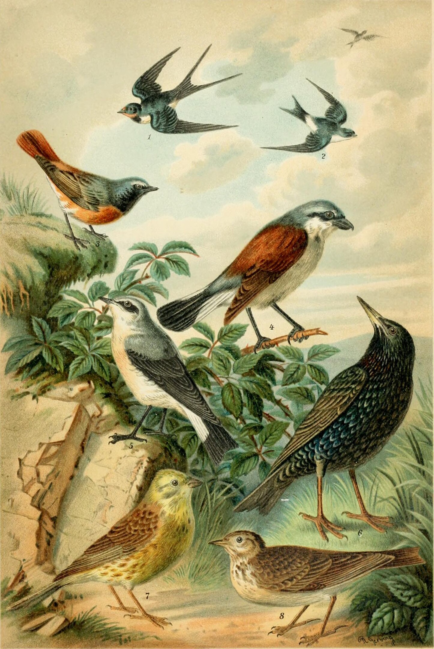 An illustration of various birds