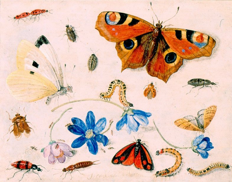 An illustration of butterflies, caterpillars, insects, and flowers
