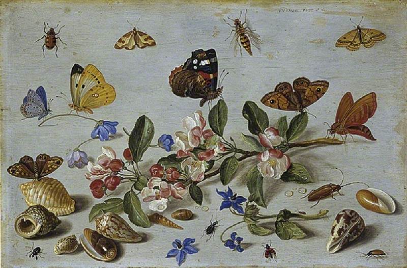 An illustration of butterflies and insects