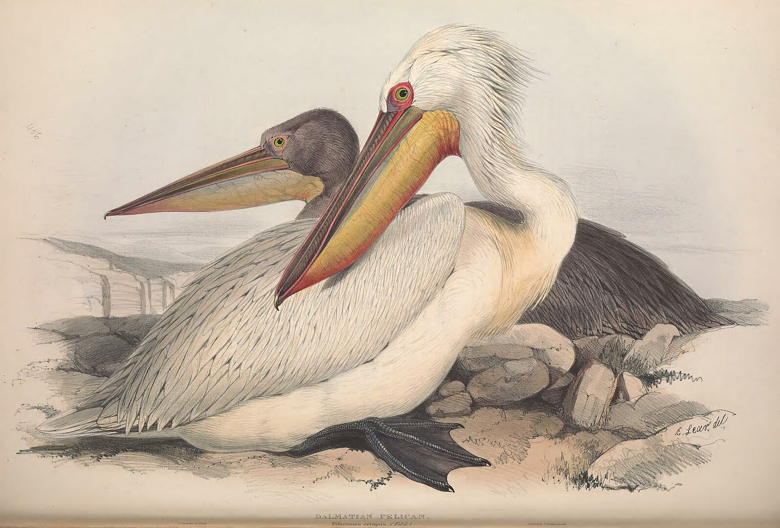 An illustration of two pelicans