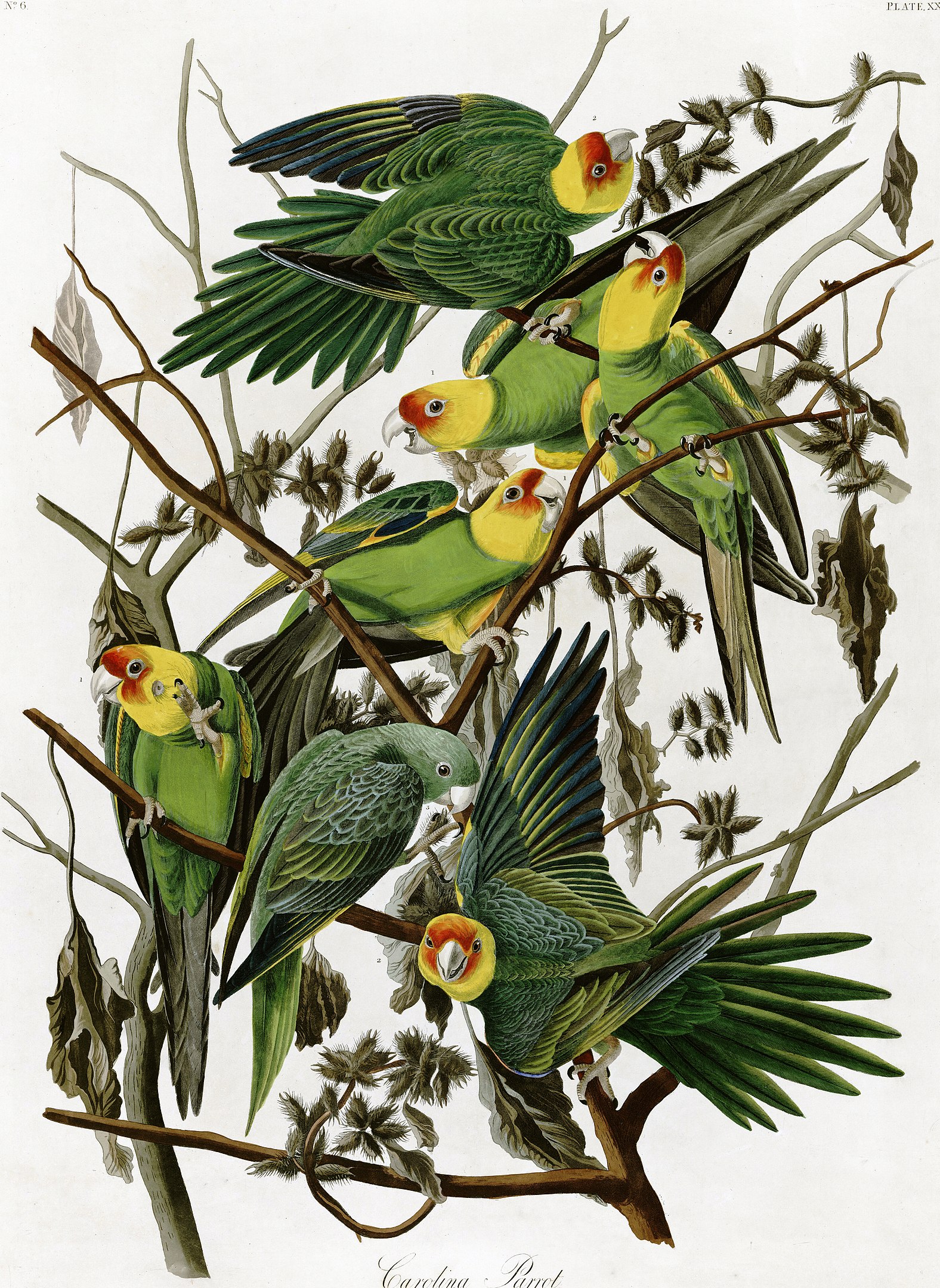 An illustration of several parakeets perched on tree branches