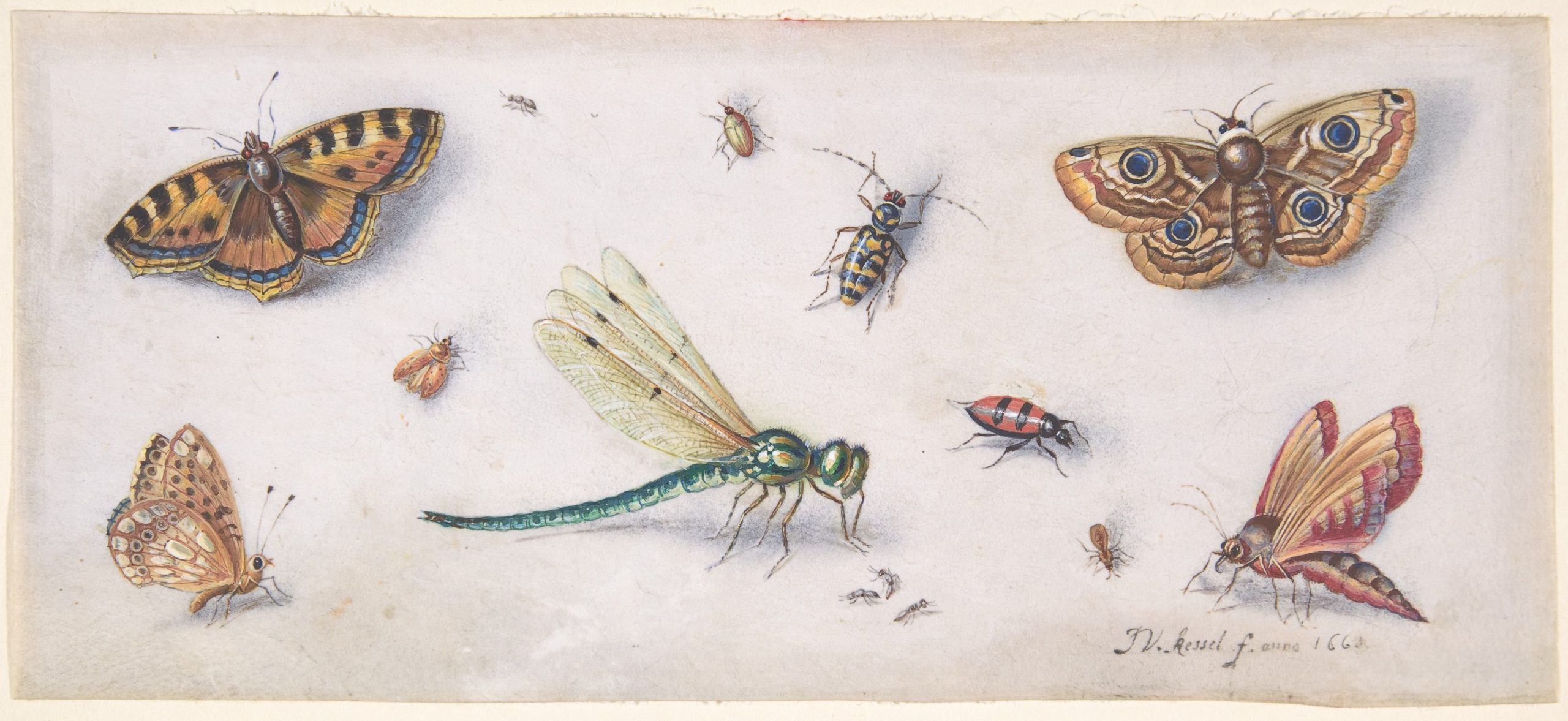 An illustration of a collection of insects and butterflies.