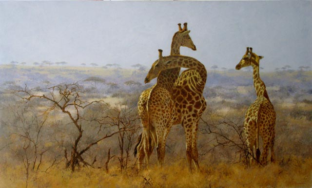 A photograph shows a group of three giraffes standing tall in their habitat.