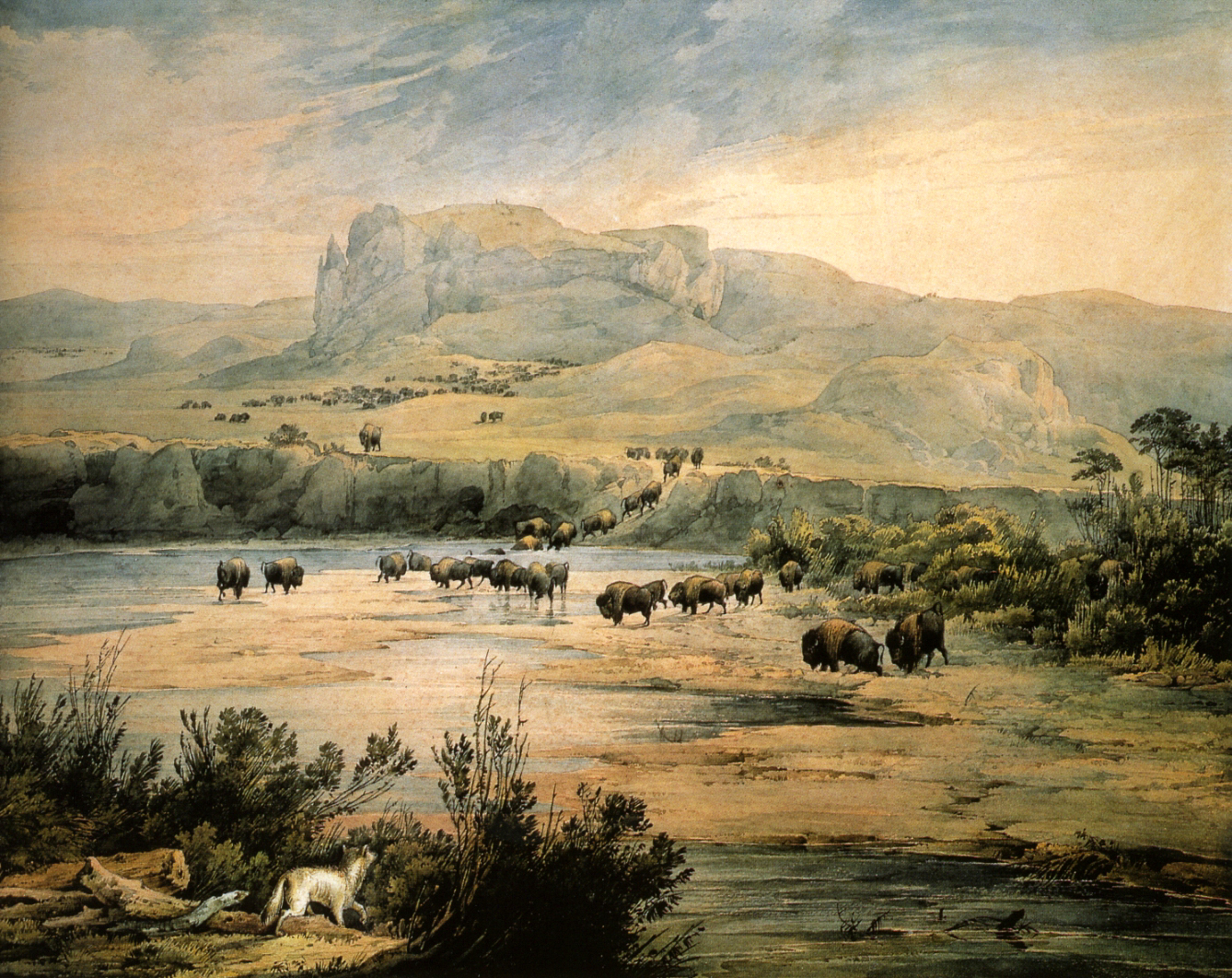 A large scene depicts herds of buffalo rolling through a huge area of land.