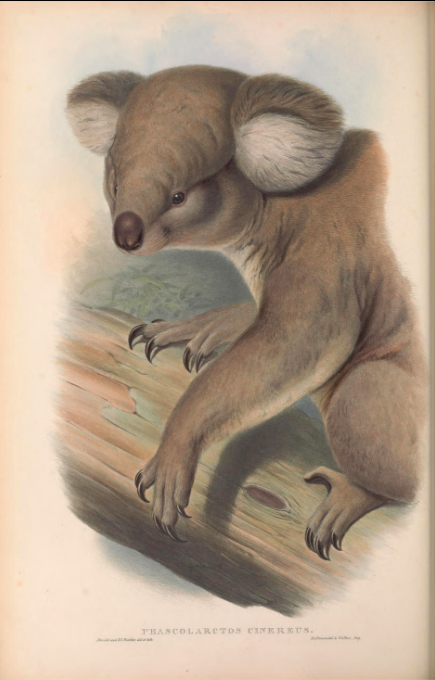 An illustration of a koala holding on to a tree branch.