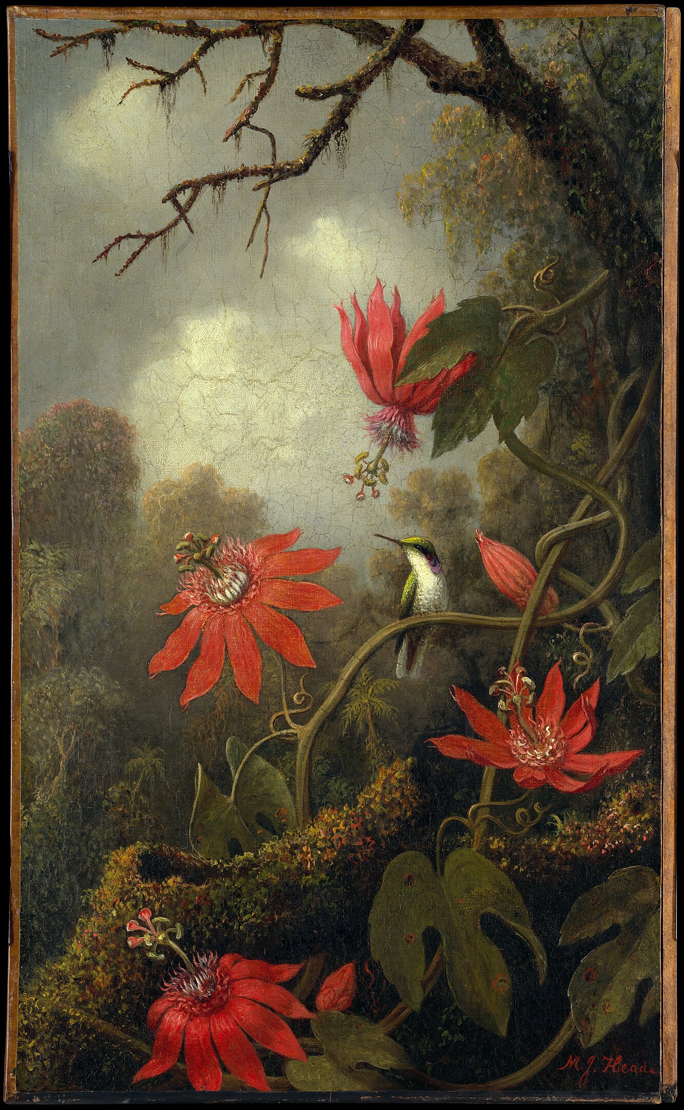 A hummingbird perched on a vine entangled by passionflowers in a forest