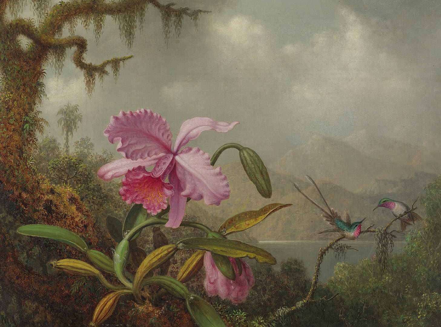 An orchid and hummingbirds in a tropical rainforest