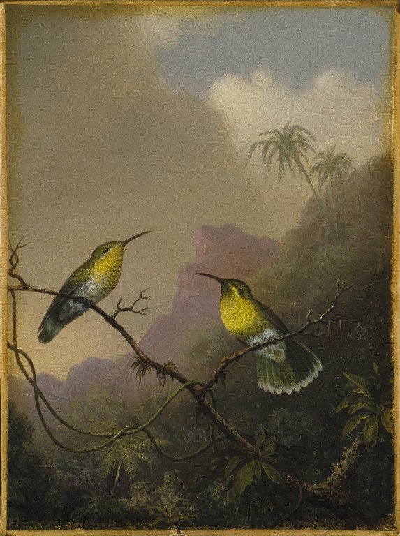 Two hummingbirds perched on tree branches in a tropical rainforest