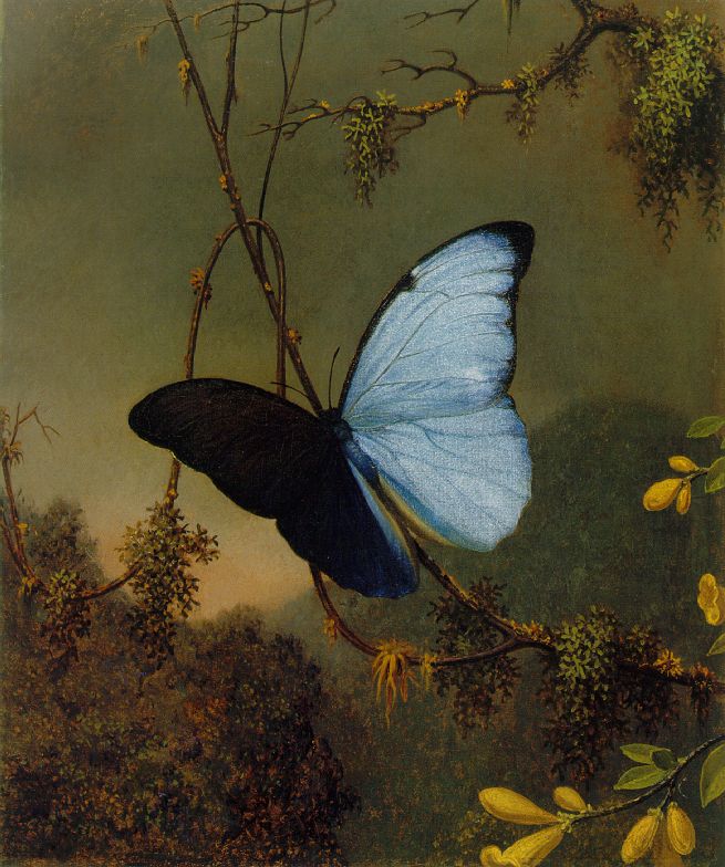 An up-close image of a butterfly amidst a foggy landscape.