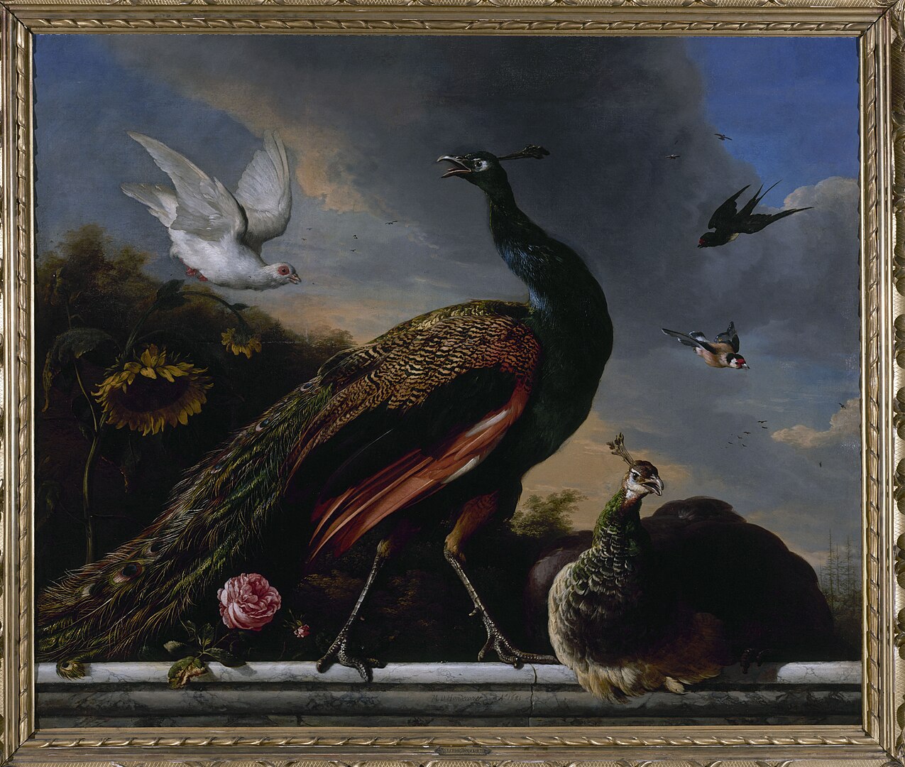 A peacock with other birds