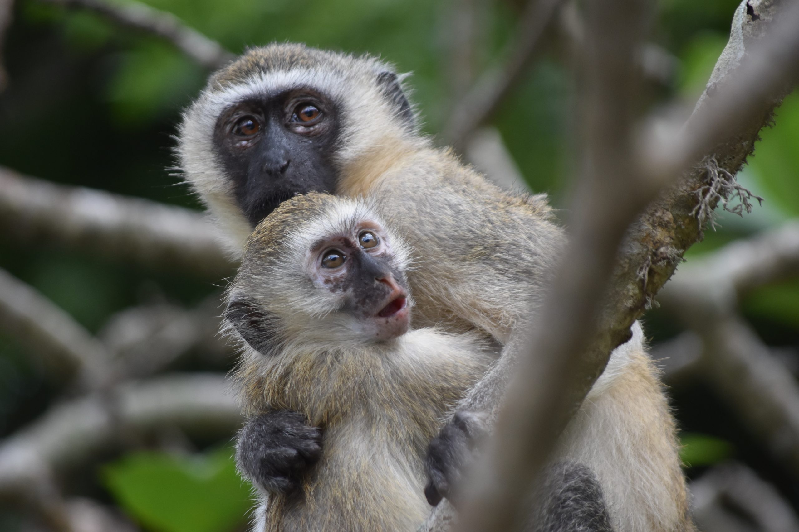 A photograph details the image of a mother monkey and her baby monkey holding each other on a tree branch.