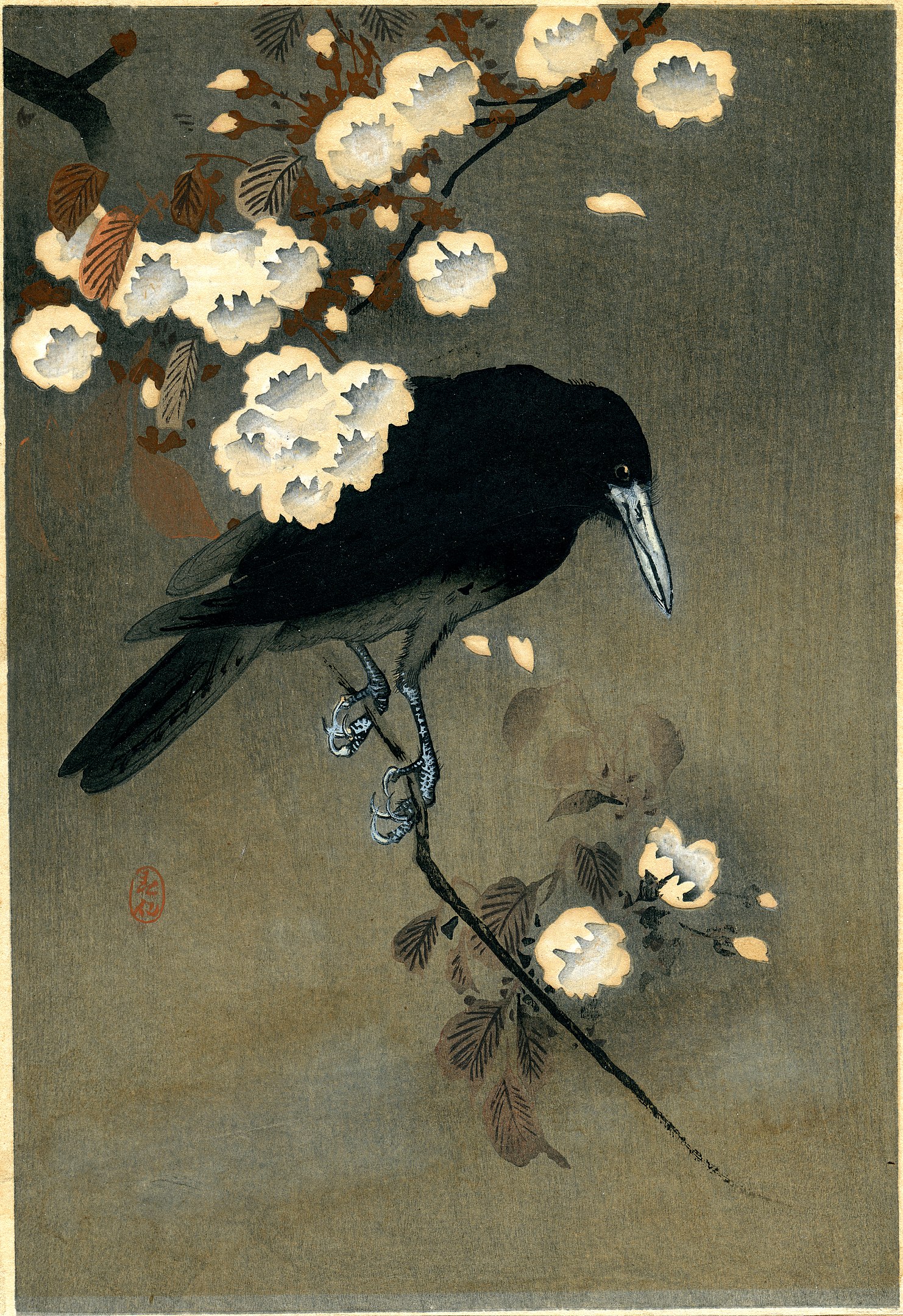 A crow on a tree branch sprouting white blossoms
