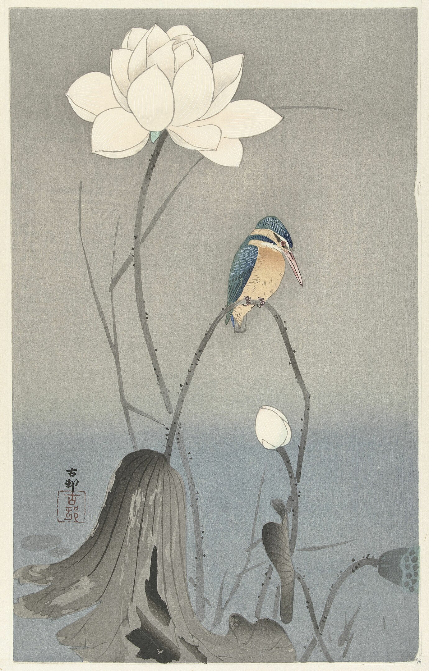 A kingfisher bird perched on a branch beside a fully bloomed lotus flower