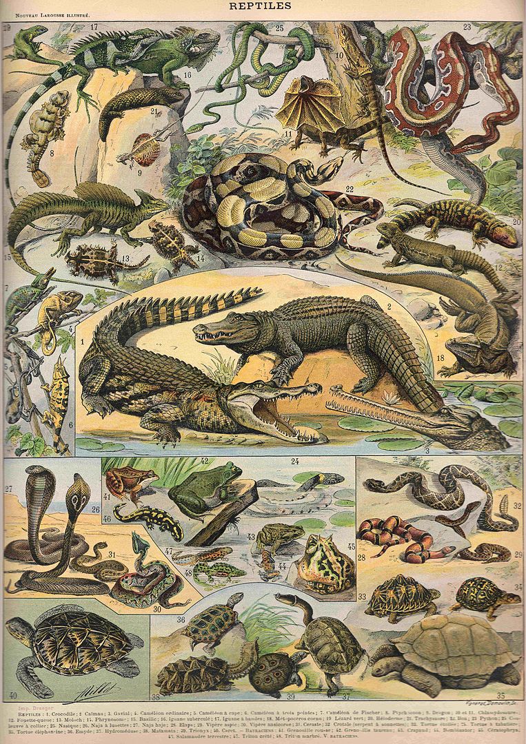 A collection of various reptile species are depicted in an organized collage.