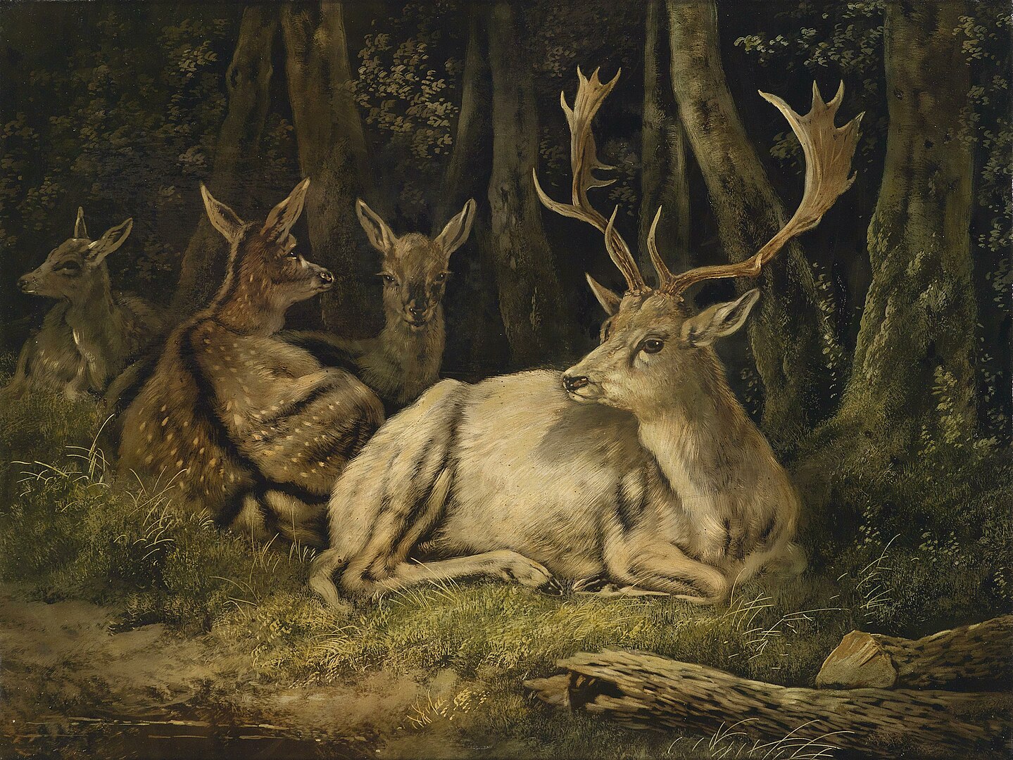A group of deer are seen in a darkened forest resting on the ground.