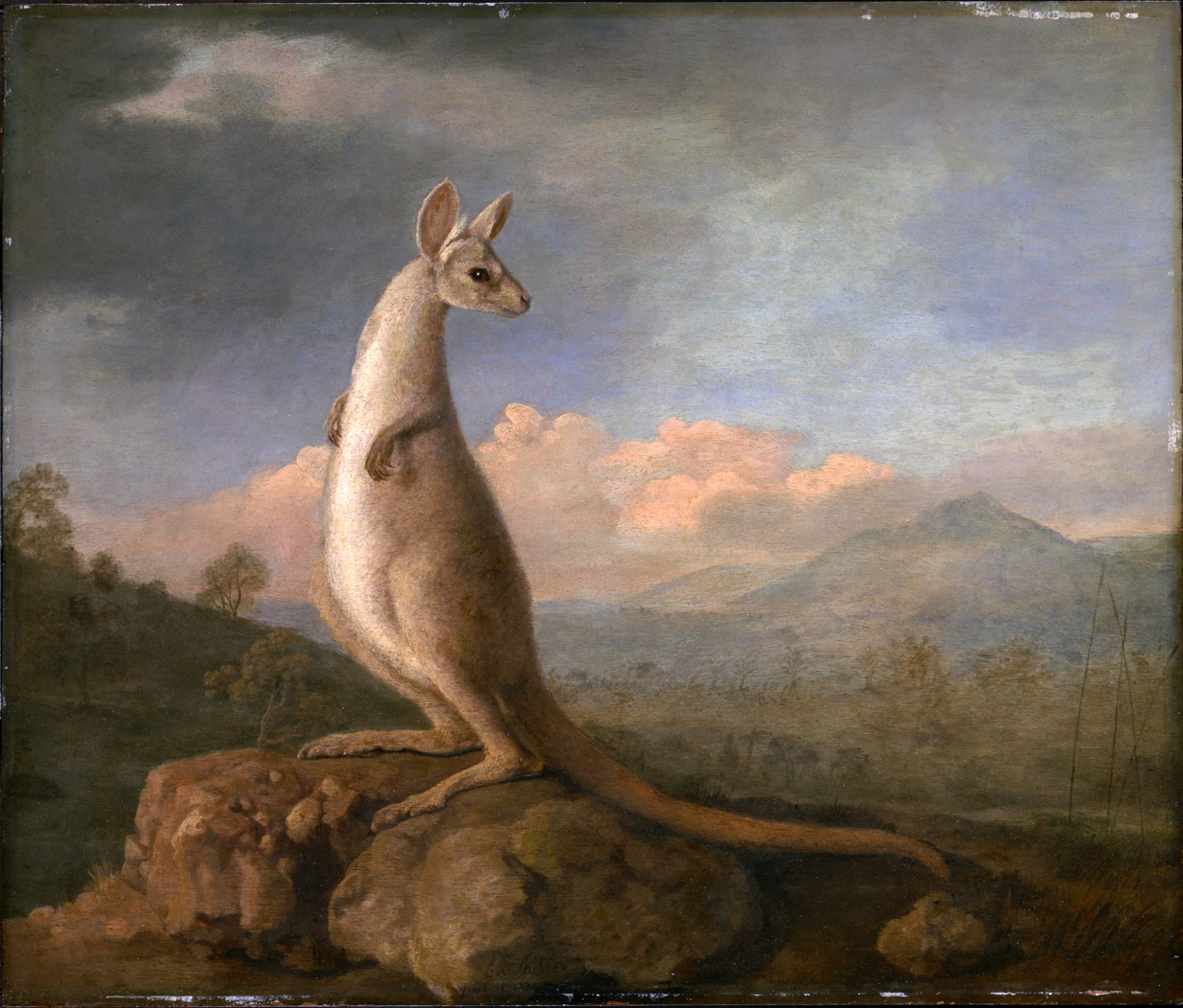 A profile portrait of a kangaroo who stands on a rock overlooking a cloudy sky.