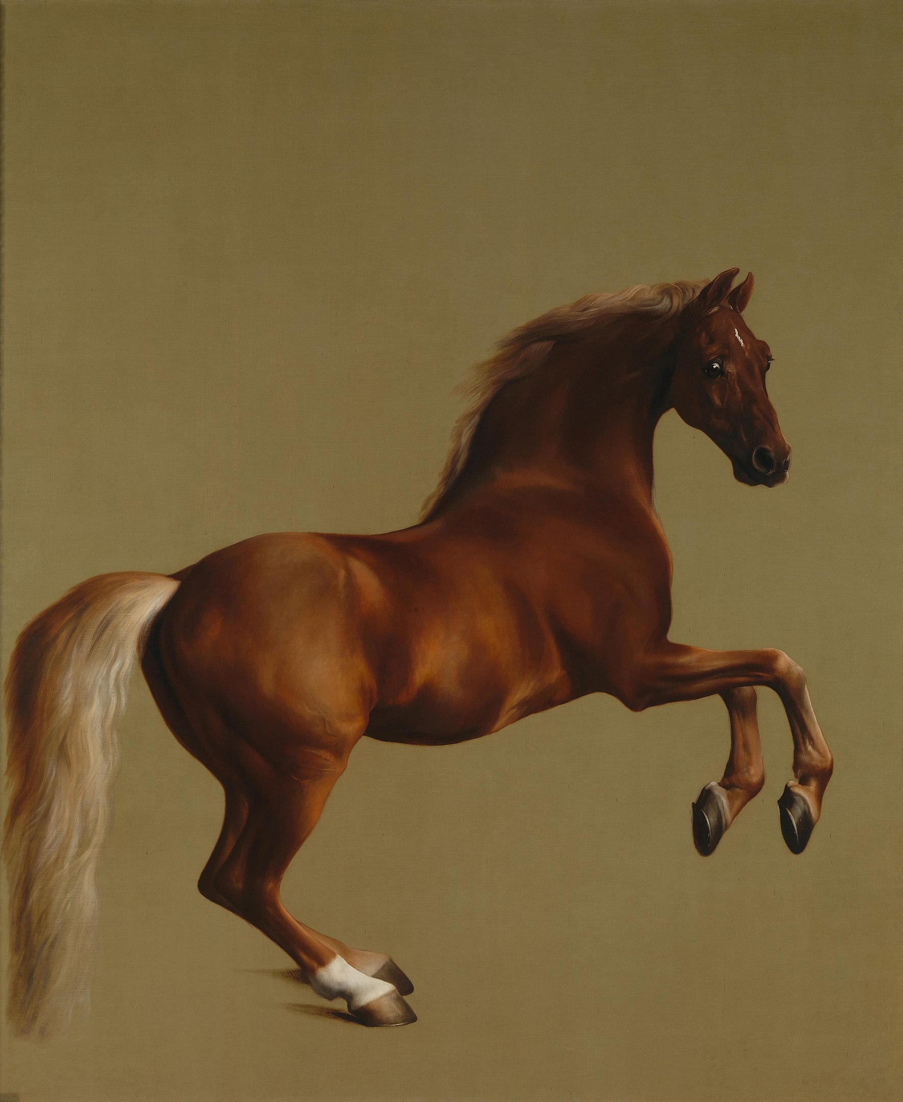 A side portrait of a horse with its front legs lifted.