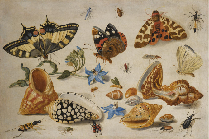 A scientific diagram illustrating a variety of different insects, shells and flowers.