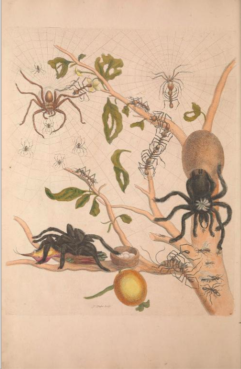 A collection of various insects including spiders travel across the branch of a tree.