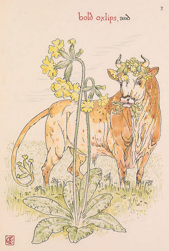 An illustration of a cow behind an oxlip flower