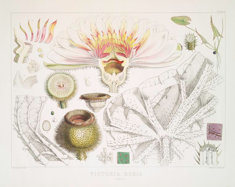 An scientific illustration of the anatomical parts of a flower