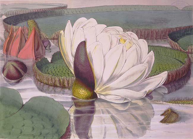 A water lily surrounded by large lily pads in a pond