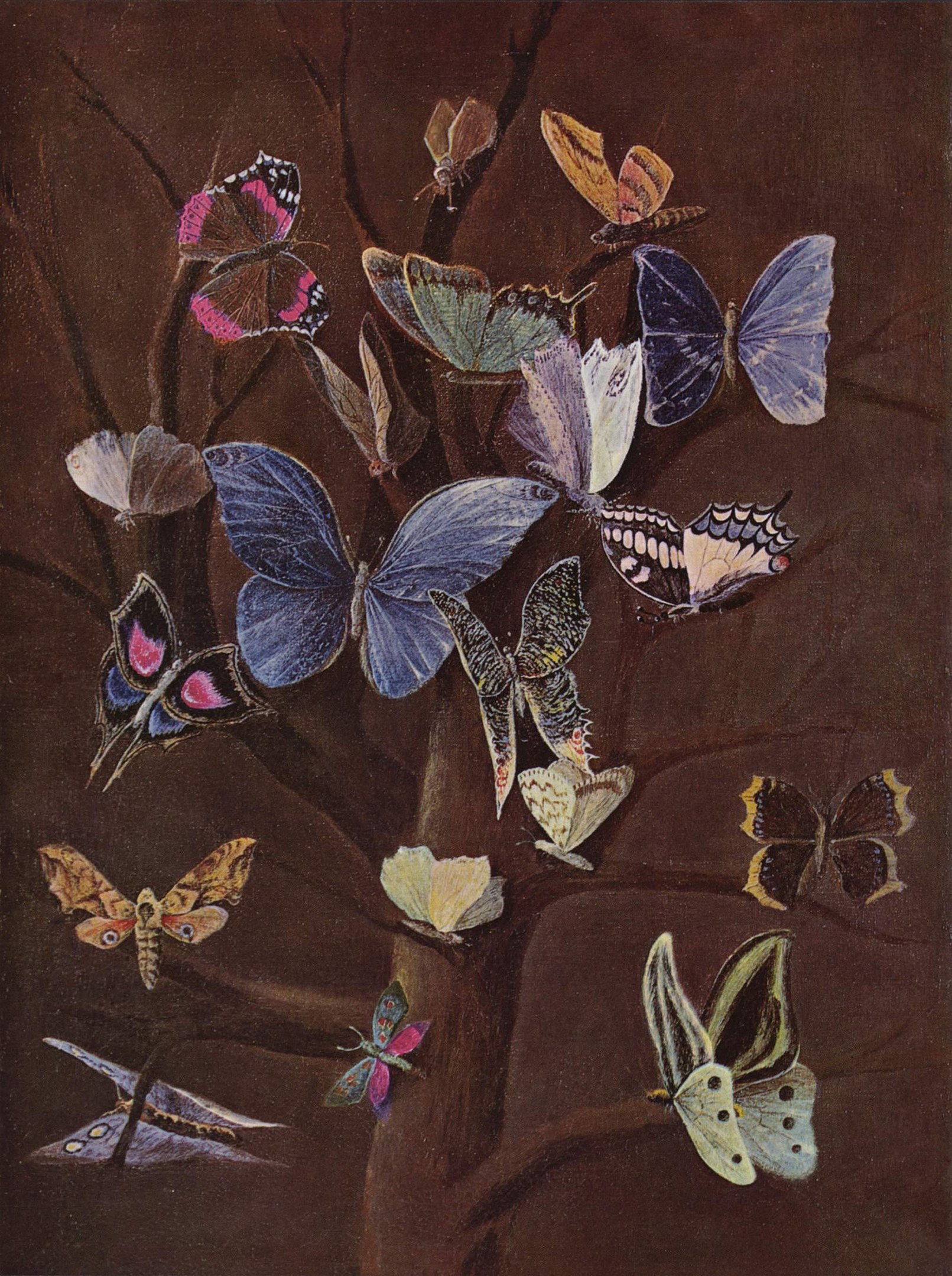 Various butterflies perched on a tree branch against a solid background
