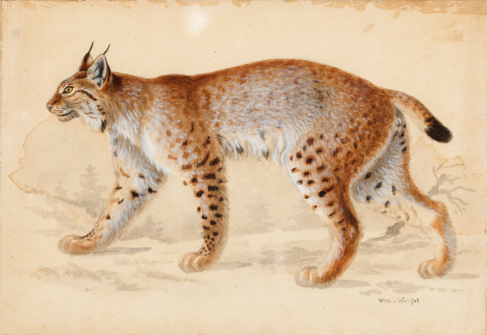 A side profile portrait of a lynx walking on a flat surface.