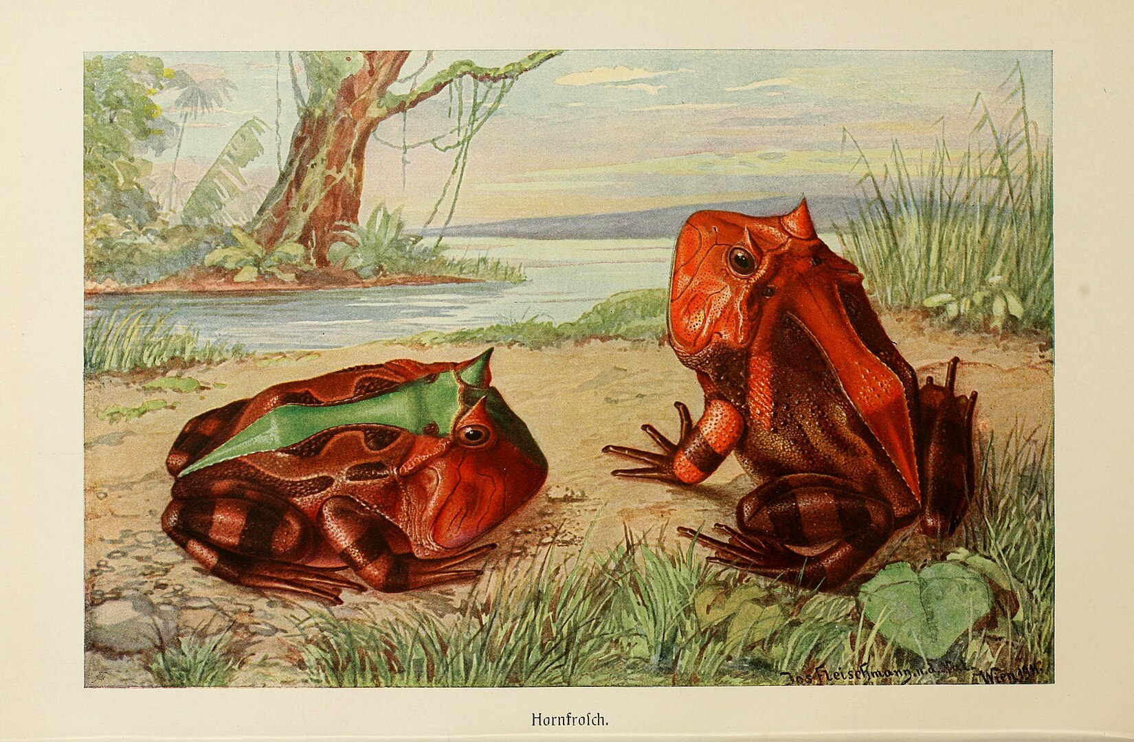 Two frogs in tropical wetlands