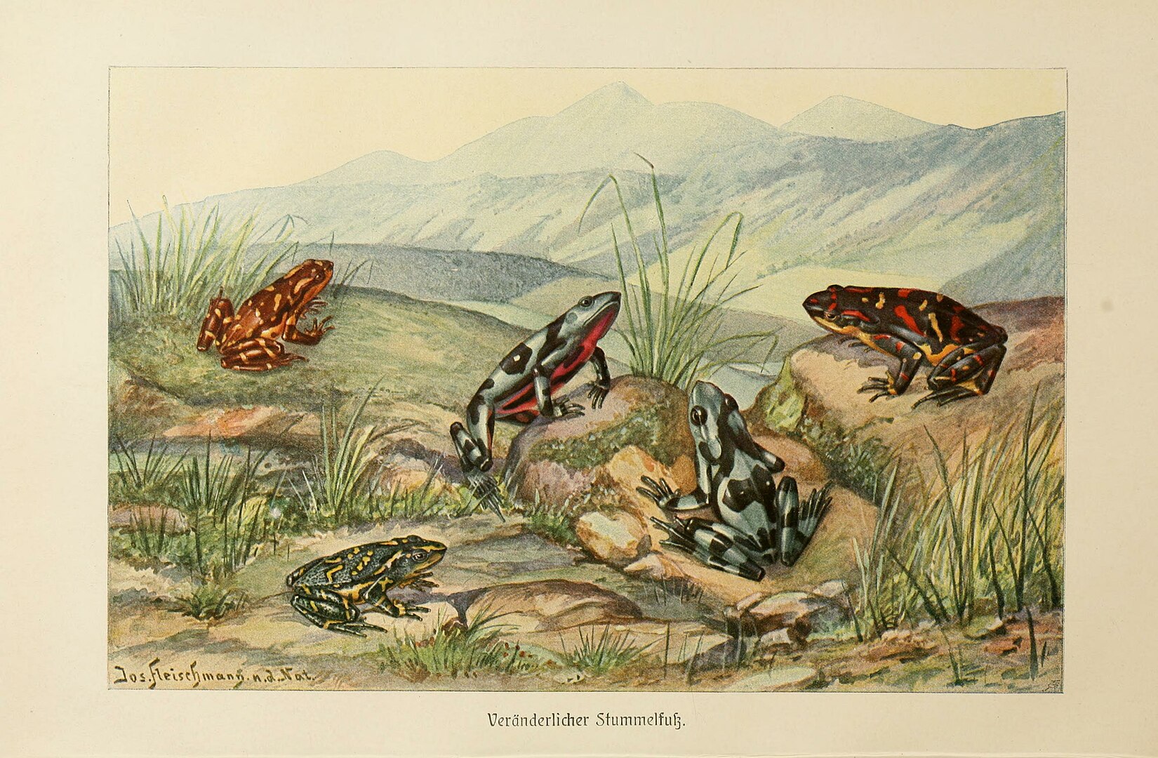 A closeup of various exotic frogs in grasslands with a view of mountains in the distance