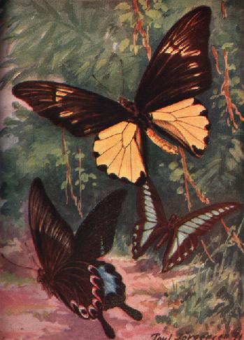 Three butterflies in a tropical rainforest