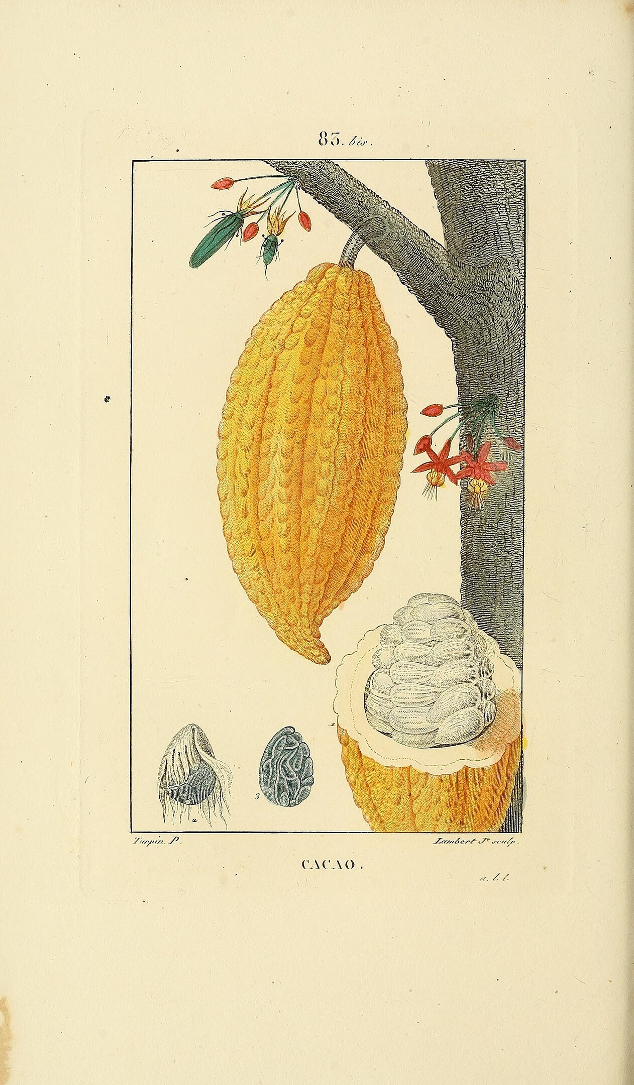 An illustration of a cacao bean hanging from a tree branch