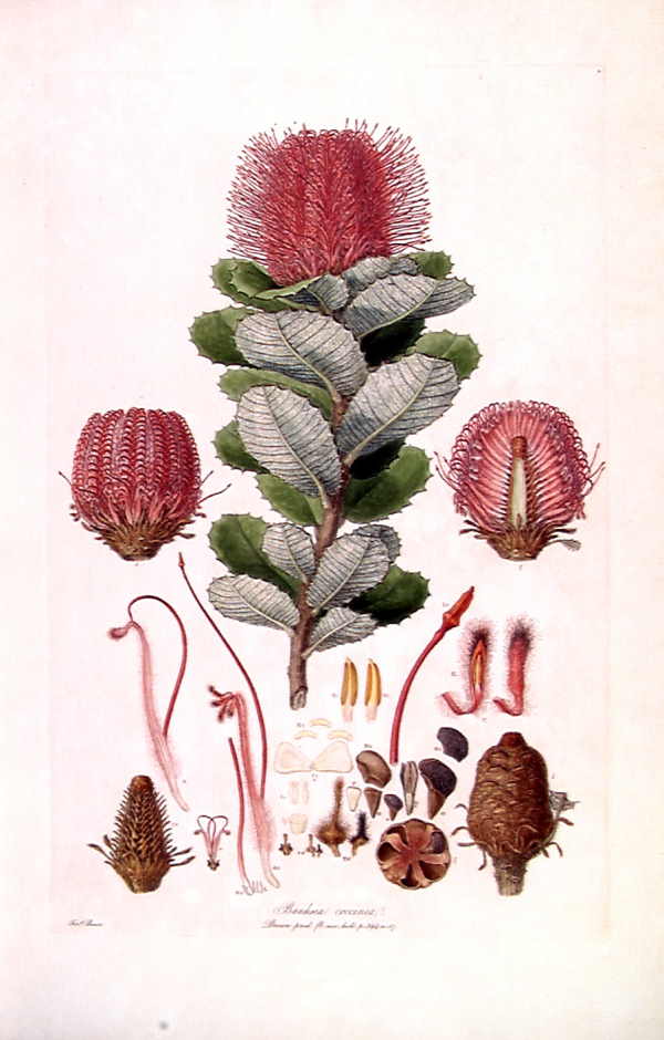An illustration of an exotic flower and its various parts