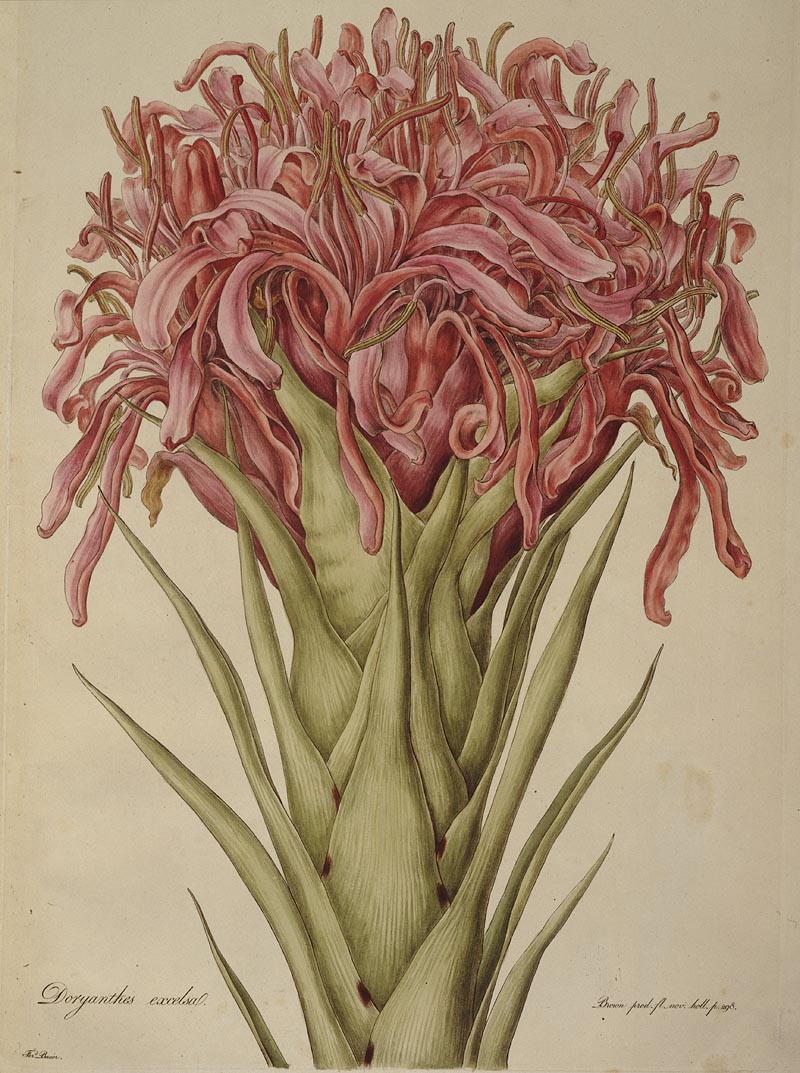 An illustration of a flowering plant