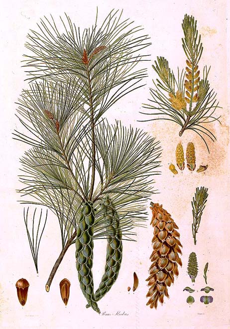 An illustration of various plant forms of a pine tree