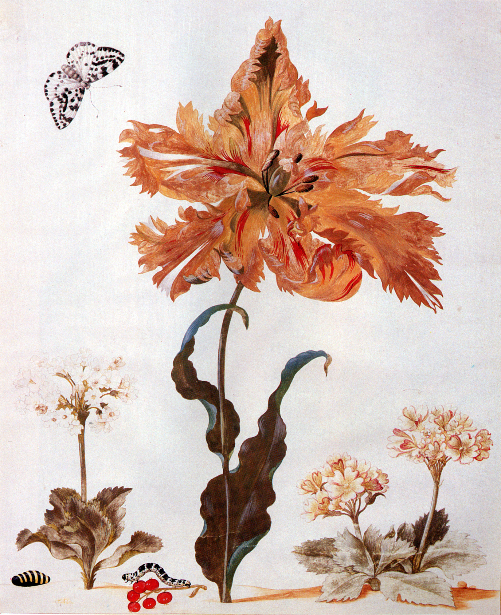 An illustration of various flowers with a moth and caterpillars