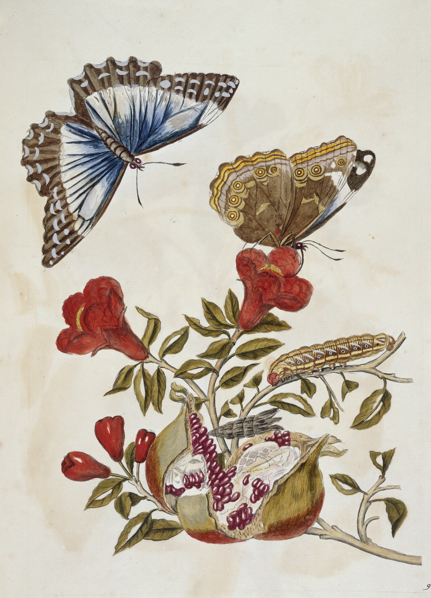 An illustration of butterflies and caterpillars perched on flowers