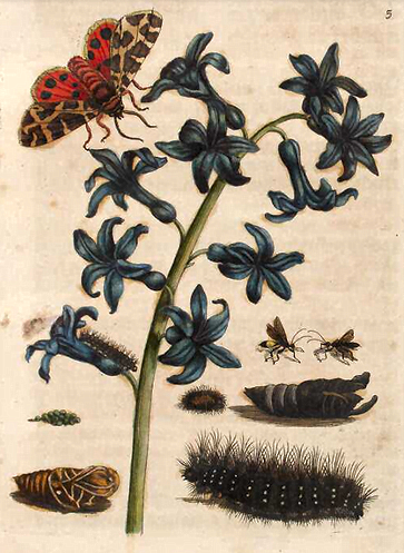 An illustration of a moth perched on flowers with insects below