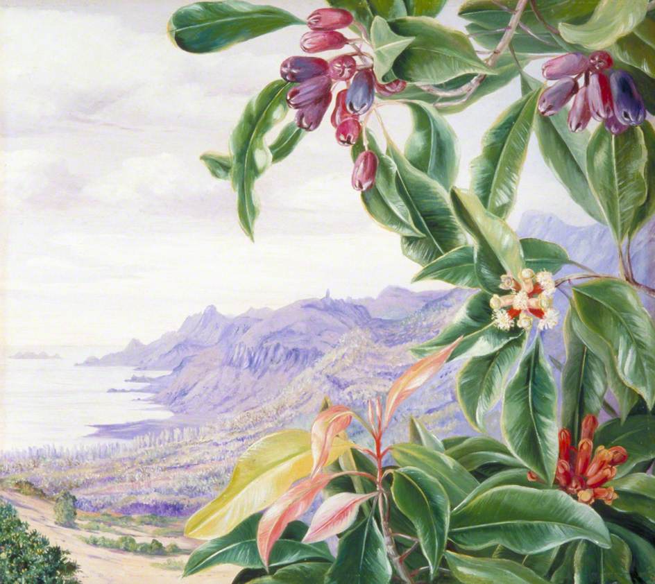 A closeup of a fruit tree with a view of a mountainous landscape in the background