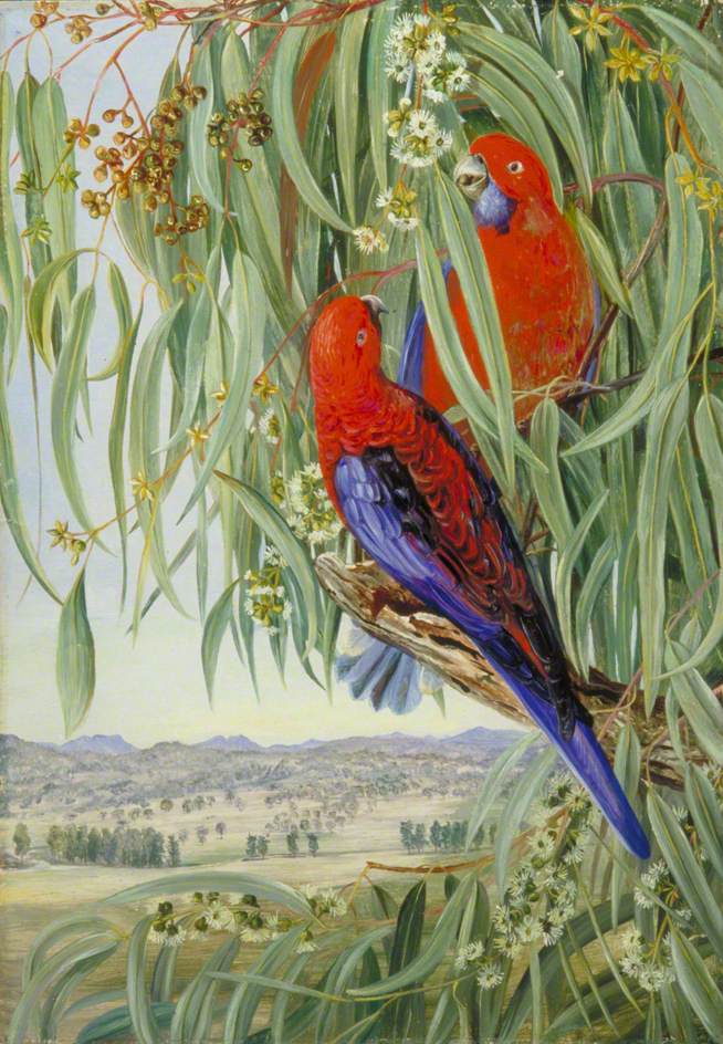Two parrots perched on tree branches with a view of open grassland in the distance