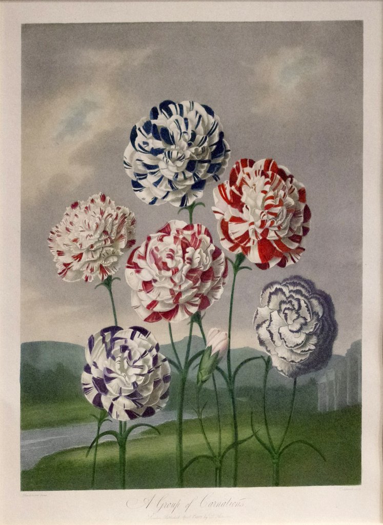 An illustration of a group of carnations by a roadside
