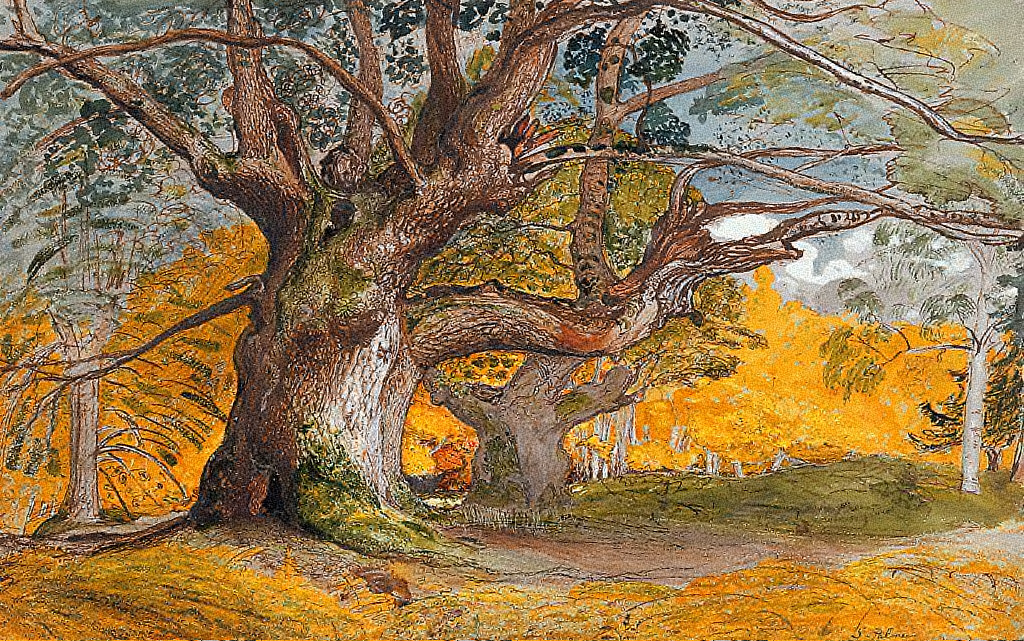 An oak tree in a forest