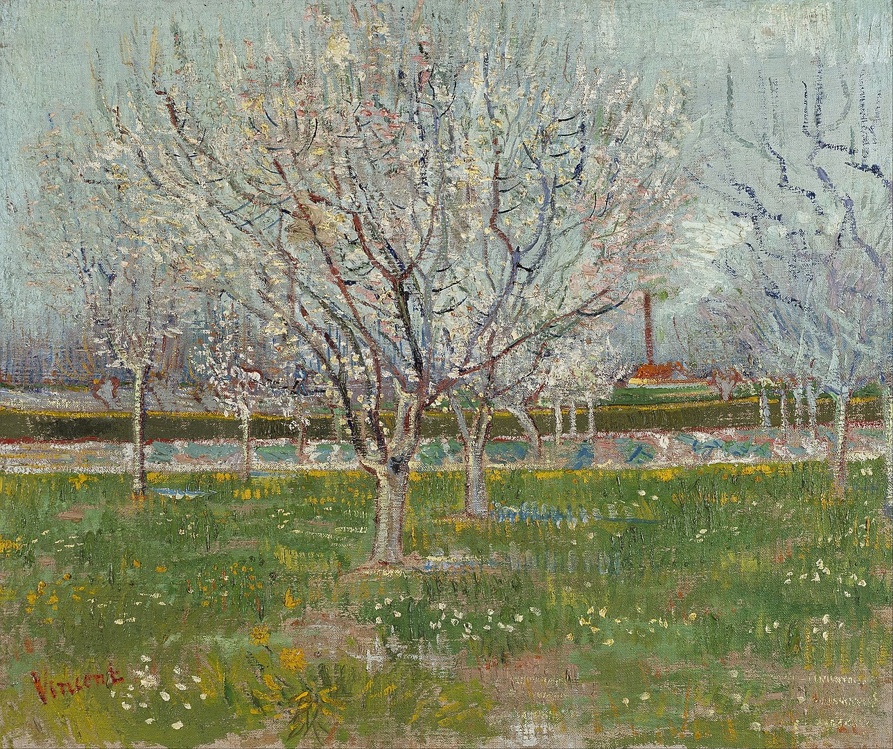 A landscape view of a forest of apricot trees