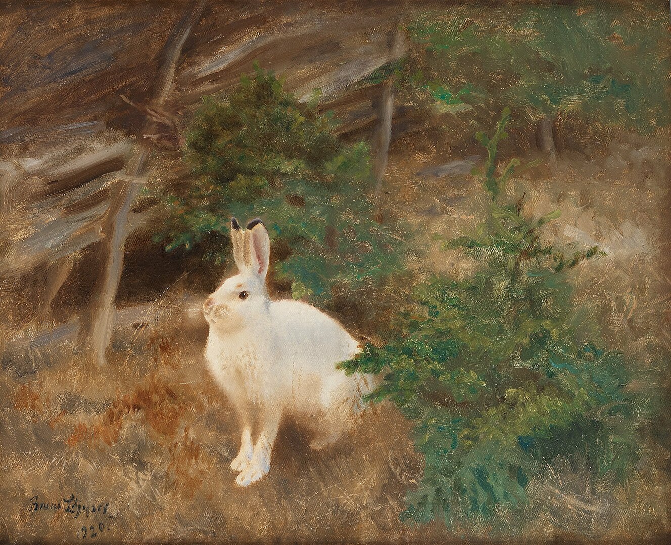 A mountain hare in a forest