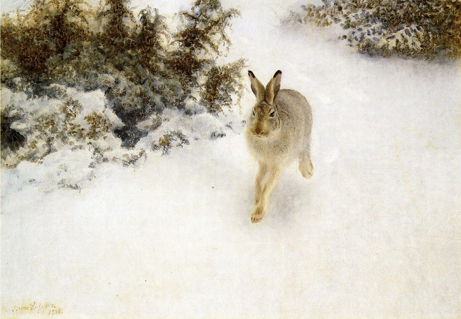 A winter hare in a snowy forest