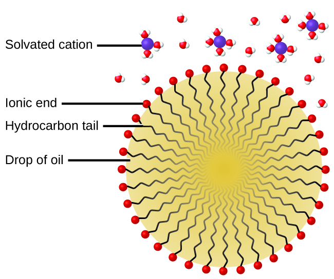 This figure shows a drop of oil in which approximately thirty hydrocarbon tails are oriented toward the center of the drop with ionic ends indicated as tiny red spheres on the surface of the oil drop. Solvated cations are indicated as purple spheres surrounded by clusters of H subscript 2 subscript O molecules shown as tiny clusters of red central oxygen spheres with two white hydrogen spheres attached.