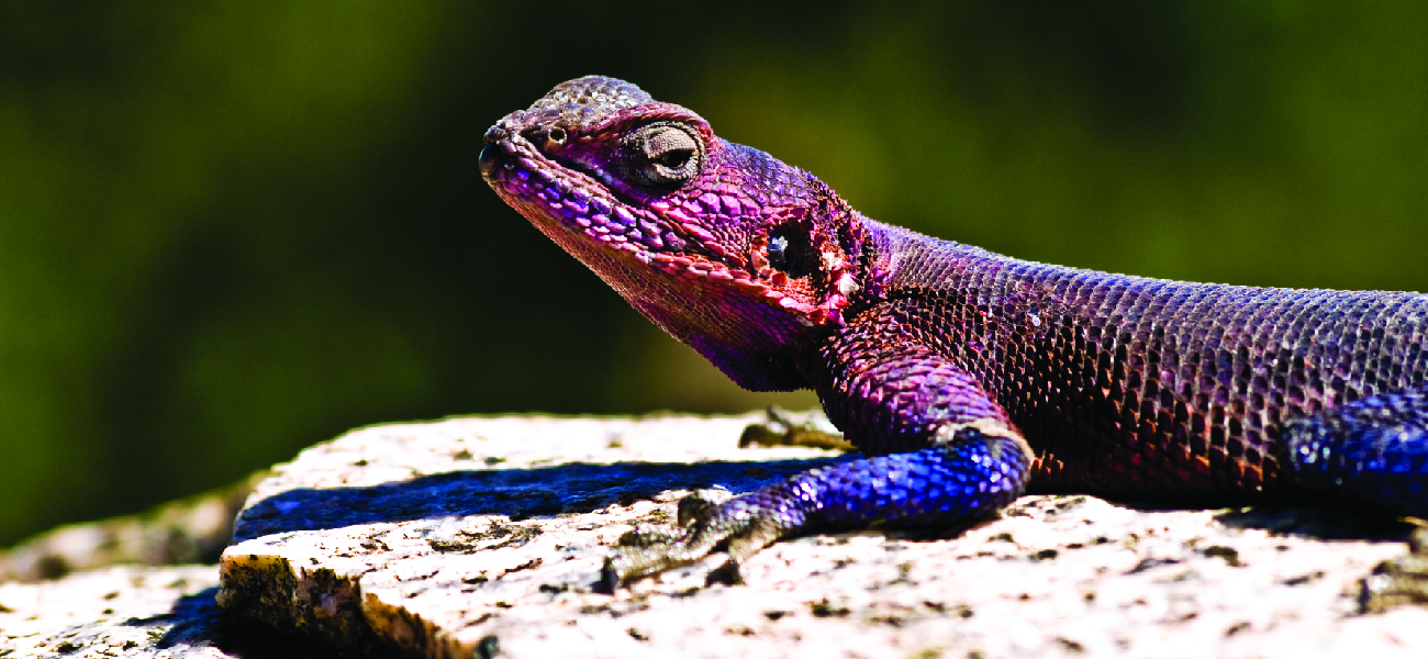 A photograph shows the head and part of the body of a lizard on a rock in a well-lit area.