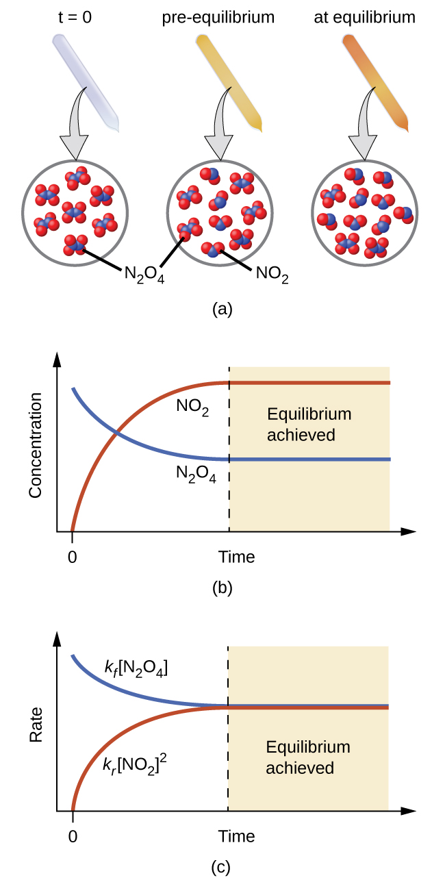 A three-part diagram is shown and labeled, “a,” “b,” and “c.” In part a, at the top of the diagram, three beakers are shown, and each one contains a sealed tube. The tube in the left beaker is labeled “t equals 0.” It is full of a colorless gas which is connected to a zoom-in view of the particles in the tube by a downward-facing arrow. This particle view shows seven particles, each composed of two connected blue spheres. Each blue sphere is connected to two red spheres. This type of particle is labeled “N subscript 2 O subscript 4.” The tube in the middle beaker is labeled “pre-equilibrium.” It is full of a light brown gas which is connected to a zoom-in view of the particles in the tube by a downward-facing arrow. This particle view shows nine particles, five of which are composed of two connected blue spheres. Each blue sphere is connected to two red spheres. This type of particle is labeled “N subscript 2 O subscript 4.” The remaining four are composed of two red spheres connected to a blue sphere. This type of particle is labeled “N O subscript 2.” The tube in the right beaker is labeled “at equilibrium.” It is full of a brown gas which is connected to a zoom-in view of the particles in the tube by a downward-facing arrow. This particle view shows eleven particles, three of which are composed of two connected blue spheres. Each blue sphere is connected to two red spheres. The remaining eight are composed of two red spheres connected to a blue sphere. In part b, in the middle of the image, is one graph. This graph has a y-axis labeled, “Concentration,” and an x-axis labeled, “Time.” A red line labeled, “N O subscript 2,” begins in the bottom left corner of the graph at a point labeled, “0,” and rises near the highest point on the y-axis before it levels off and becomes horizontal. A blue line labeled, “N subscript 2 O subscript 4,” begins near the highest point on the y-axis and drops below the midpoint of the y-axis before leveling off. In part c, at the bottom of the image is another graph. This graph has a y-axis labeled, “Rate,” and an x-axis labeled, “Time.” A red line labeled, “k subscript f, [ N subscript 2 O subscript 4 ],” begins in the bottom left corner of the graph at a point labeled, “0,” and rises near the middle of the y-axis before it levels off and becomes horizontal. A blue line labeled, “k subscript f, [ N O subscript 2 ] superscript 2,” begins near the highest point on the y-axis and drops to the same point on the y-axis as the red line before leveling off. The point where both lines become horizontal is labeled, “Equilibrium achieved.”