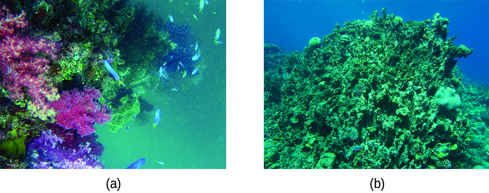 This figure contains two photographs of coral reefs. In a, a colorful reef that includes hues of purple and pink corals is shown in blue green water with fish swimming in the background. In b, grey-green mossy looking coral is shown in a blue aquatic environment. This photo does not have the colorful appearance or fish that were shown in figure a.