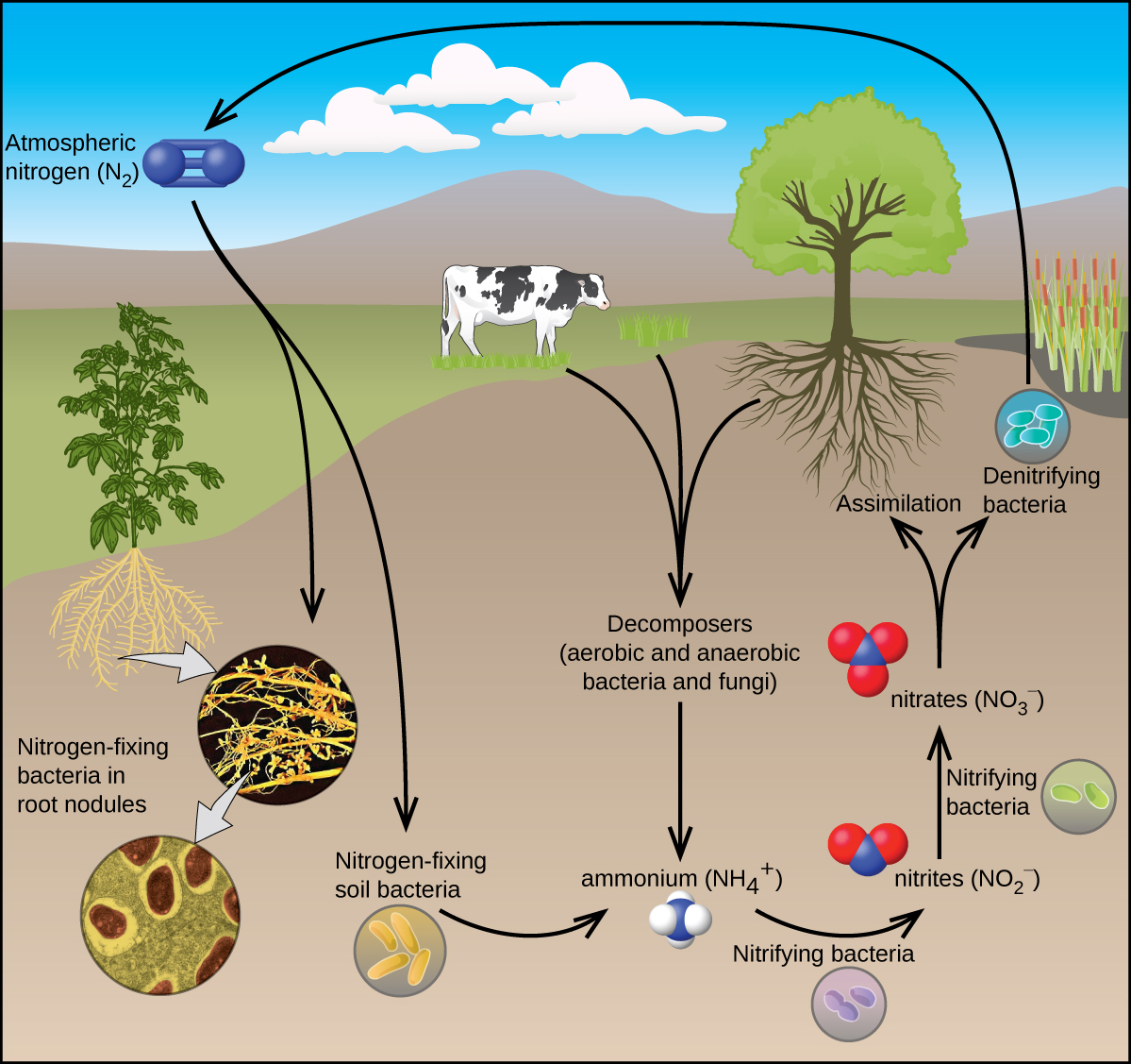 A flow chart is shown. A cow, grass, and a tree are shown in the center of the diagram. Downward-facing arrows lead from them to the phrase, “Decomposers ( aerobic and anaerobic bacteria and fungi ).” A downward-facing arrow leads to a space-filing model with one blue atom bonded to four white atoms. The model is labeled, “Ammonium ( N H subscript 4 ).” A right-facing arrow leads from this molecule to another molecule that is composed of a blue atom bonded to two red atoms. The model is labeled, “Nitrites ( N O subscript 2 superscript negative sign ).” Below this arrow is a picture of a circle with two rod-shaped structures. It is labeled, “Nitrifying bacteria.” Above the nitrites label is an upward-facing arrow leading to a blue atom single-bonded to three red atoms. The model is labeled, “Nitrates ( N O subscript 3 superscript negative sign ).” Next to this arrow is a picture of a circle with two rod-shaped structures labeled, “Nitrifying bacteria.” The nitrates label has a double-headed, upward-facing arrow that leads to two pictures: one of the roots of the tree which is labeled, “Assimilation,” and one leading to a picture of a circle with four oval-shaped structures labeled, “Denitrifying bacteria.” A left-facing arrow leads from this bacteria to a molecule made up of two atoms triple-bonded together and labeled, “Atmospheric nitrogen ( N subscript 2 ).” This molecule is connected to a downward-facing, double-headed arrow that leads to an image showing yellow filaments on a black background and a picture of a circle with four rod-shaped structures labeled, “Nitrogen-fixing soil bacteria.” An arrow leads from a picture of a plant’s roots to the yellow filaments and then to a photo of a circle with four oval-shaped structures labeled, “Nitrogen-fixing bacteria in root nodules.”